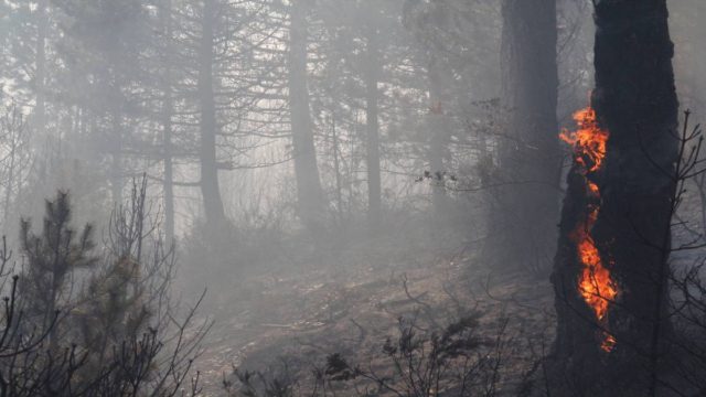 Φωτιά στη Βασιλική Λακωνίας – Επιχειρούν επίγειες κι εναέριες δυνάμεις