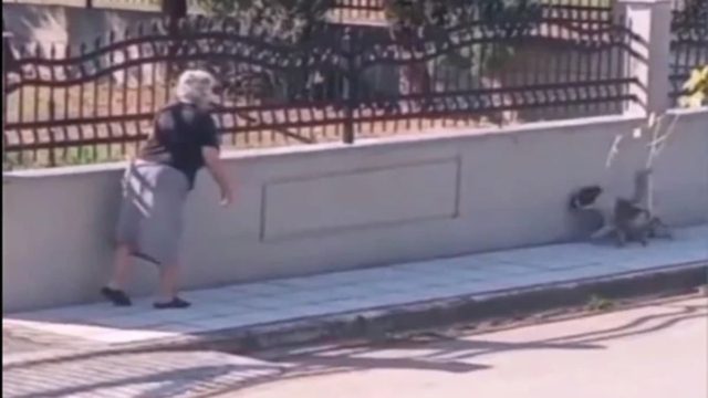 Οργή στη Θεσσαλονίκη: Γιαγιά χτύπησε με μπαστούνι αδέσποτο σκυλάκι που κοιμόταν – Συγκλονίζουν οι κραυγές πόνου του (video)