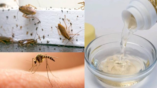 Ούτε να σκεφτείς να πλησιάσεις! Αυτό είναι το φυσικό εντομοαπωθητικό που θα σας σώσει από κουνούπια και κατσαρίδες