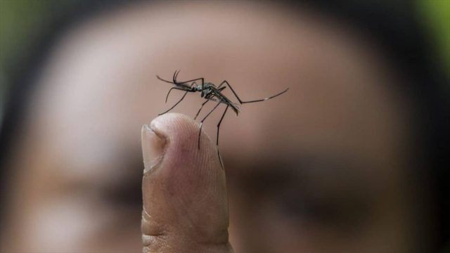 «Διαλέγουν» θύμα τα κουνούπια; Αποκαλύφθηκε ο λόγος που είναι επιλεκτικά με βάση το αίμα, το φύλο και τα κιλά!
