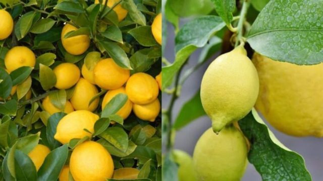 Λεμονιά: Τα μυστικά για να την καλλιεργήσετε στον κήπο και στο μπαλκόνι σας