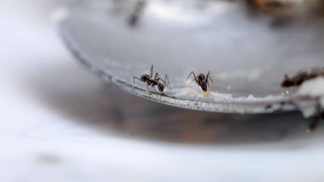 Αποτελεί κοινό μυστικό – Έτσι θα εξαφανίσετε οριστικά τα μυρμήγκια από τον πάγκο της κουζίνας!