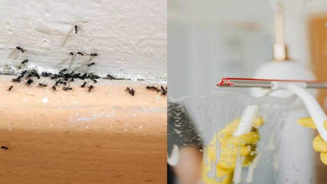 Πείτε bye-bye στα μυρμήγκια: 5+1 φυσικοί τρόποι για να τα ξεφορτωθείτε μια και καλή!