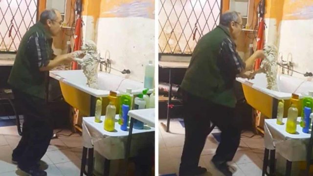 Ξεκίνησε να κουρεύει έναν σκύλο όταν… Αυτό που κατέγραψε η κάμερα σίγουρα δεν το έχετε ξαναδεί!