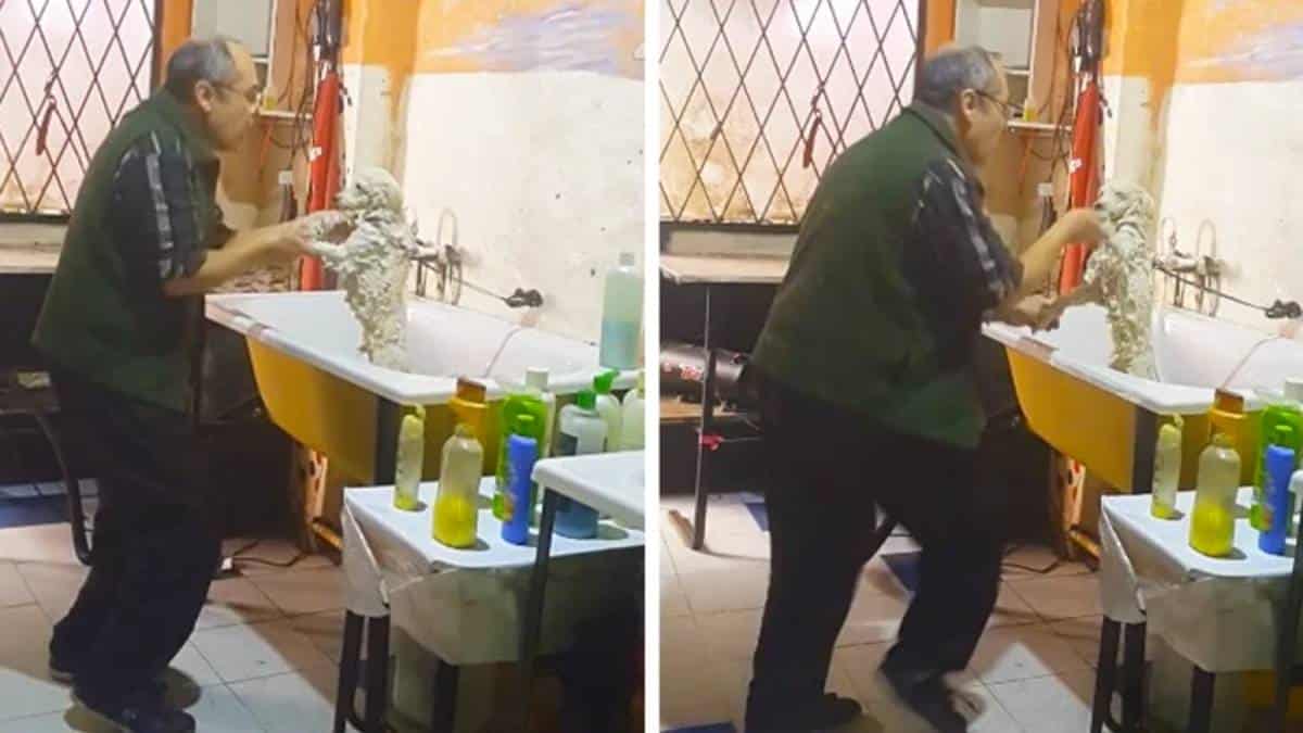Ξεκίνησε να κουρεύει έναν σκύλο όταν… Αυτό που κατέγραψε η κάμερα σίγουρα δεν το έχετε ξαναδεί!