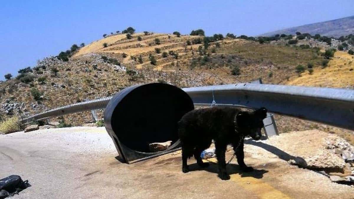 Χανιά: Είχε το σκύλο δεμένο σε ένα βαρέλι, χωρίς τροφή και νερό – Συνελήφθη ο ιδιοκτήτης του (φωτο)
