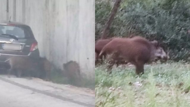 Αγριογούρουνα κάνουν βόλτα στην Εκάλη – Περιπλανιούνται ανάμεσα στα αυτοκίνητα (φωτο)