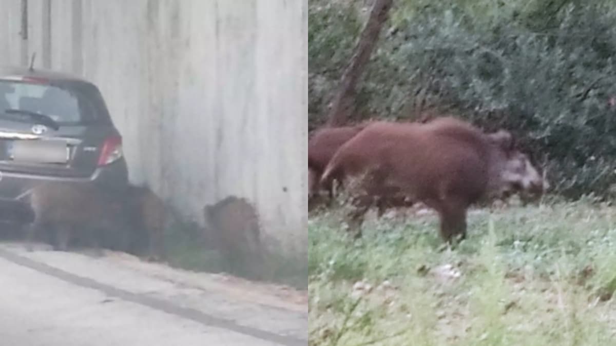 Αγριογούρουνα κάνουν βόλτα στην Εκάλη – Περιπλανιούνται ανάμεσα στα αυτοκίνητα (φωτο)