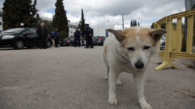 Σάλος για νέα κτηνωδία στον Αλμυρό: 56χρονος σκότωσε με φόλα αδέσποτο σκύλο – Πρόστιμο 30.000