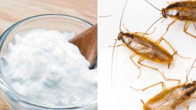 Θανατηφόρος συνδυασμός! Με αυτό το μείγμα μαγειρικής σόδας και 1 ακόμα υλικό οι κατσαρίδες θα αποτελούν παρελθόν