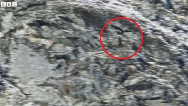 Χρυσαετός σκοτώνει αγριόγιδο – Σκληρή σκηνή από τη φύση που «κόβει την ανάσα» (video)