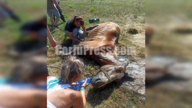 Νέο περιστατικό κακοποίησης ζώου στην Κέρκυρα: Άφησαν άλογο δεμένο, χωρίς τροφή και νερό – Σκληρές εικόνες