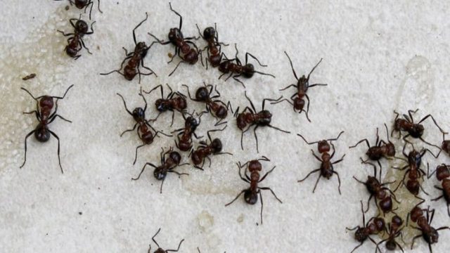 5+1 φυσικά κόλπα για να διώξετε οριστικά τα μυρμήγκια από το σπίτι σας