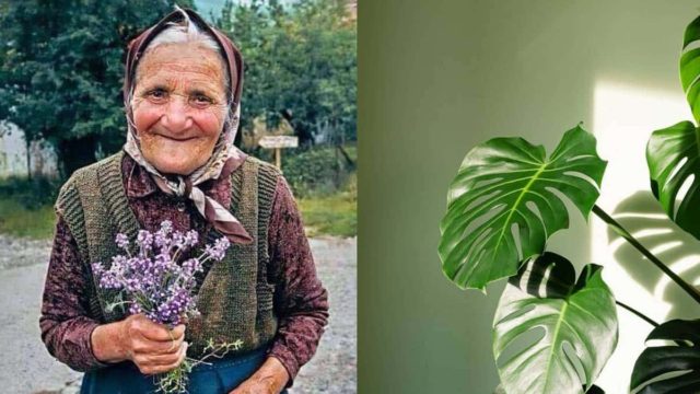 Η «κολπατζού» γιαγιά μοιράζεται τα μυστικά της: 3 tips για να φροντίσεις τα φυτά σου