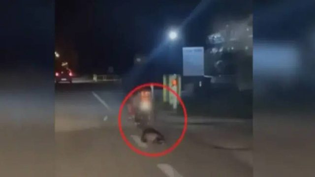 Νέο περιστατικό κακοποίησης ζώου στην Καβάλα: Άνδρας έσερνε με το μηχανάκι του έναν ασβό (video)