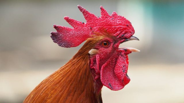 Αδιανόητο: Πλήρωσε πρόστιμο γιατί ο κόκοράς του λαλούσε στις 4.30 το πρωί