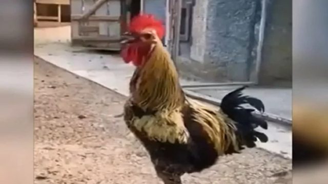 «Τα ‘δωσε όλα και έμεινε στον άσσο» – Η στιγμή που κόκορας στην Κρήτη λιποθυμά έπειτα από ρεσιτάλ ερμηνείας! (Video)