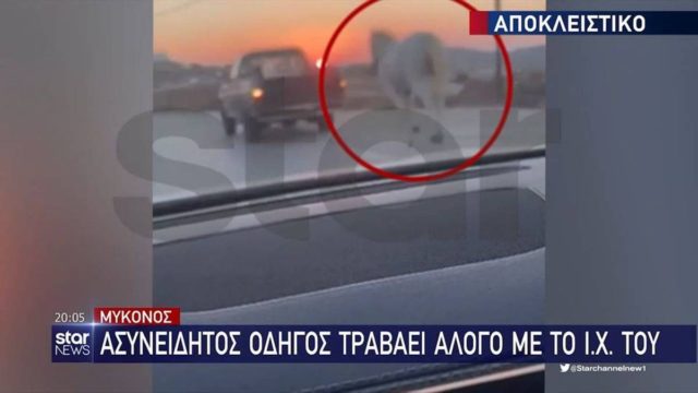 Νέο περιστατικό κακοποίησης ζώου στη Μύκονο: Έδεσε άλογο στο αυτοκίνητό του και οδηγούσε σε κεντρικό δρόμο (video)