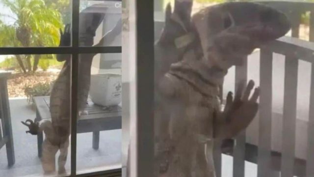 Να σε μυρίσει θέλει: Γιγαντιαία σαύρα «γρατζουνάει» το παράθυρο σπιτιού! «Μοιάζει με Γκοτζίλα»