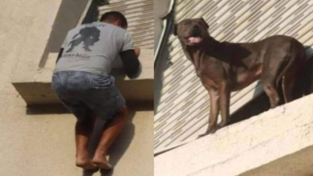 Η στιγμή που ντελιβεράς σώζει παγιδευμένο σκύλο σκαρφαλώνοντας από το παράθυρο