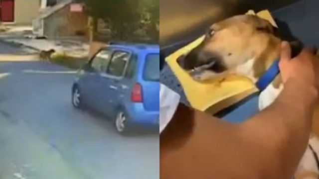 Θεσσαλονίκη: Βίντεο-σοκ με οδηγό να παρασύρει σκύλο με το αυτοκίνητό του – Ταυτοποιήθηκε ο δράστης (video)