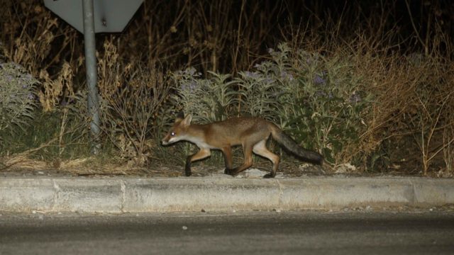 Φρίκη στην Καστοριά: Έκοψαν τα πόδια σε αλεπού και την άφησαν να πεθάνει από αιμορραγία (σκληρές εικόνες)