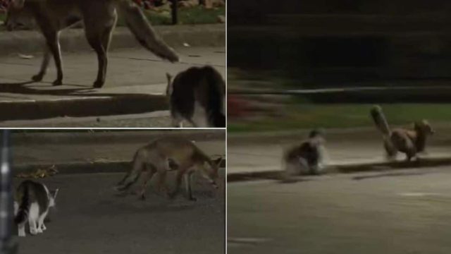 Viral γάτα παίρνει στο κυνήγι… αλεπού! Το βίντεο που κάνει τον γύρο του διαδικτύου