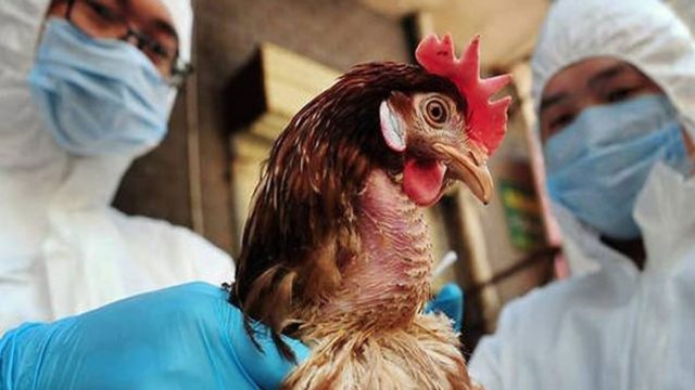 Στα σφαγεία ακόμα 300.000 πουλερικά: Ακμάζει η γρίπη των πτηνών στην Ευρώπη