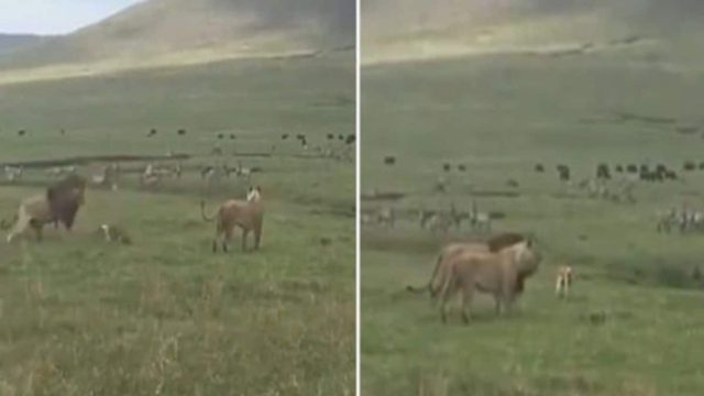 Μάγκας σκύλος ορμάει και «τα βάζει» με ολόκληρο κοπάδι λιονταριών – Μυθικό αυτό που ακολουθεί (Video)