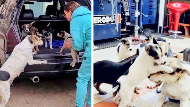 «Χαράς ευαγγέλια»: Μαμά σκυλίτσα επανενώνεται με τα 9 κουτάβια που της είχαν κλέψει (video)
