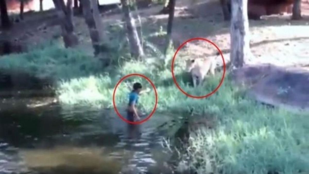 Μεθυσμένος άντρας μπαίνει στο κλουβί ενός λιονταριού – Αυτό που ακολούθησε θα σας «κόψει την ανάσα»