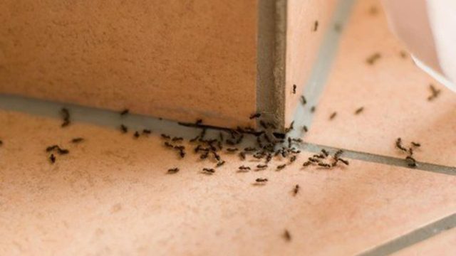 Πείτε bye-bye στα μυρμήγκια: Το υλικό που χρησιμοποιούμε στο μαγείρεμα και τα εξαφανίζει στο πι και φι!