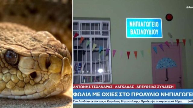 Συναγερμός σε νηπιαγωγείο στον Λαγκαδά: Βρήκαν φωλιά με οχιές
