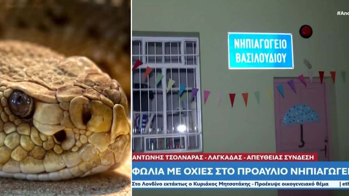 Συναγερμός σε νηπιαγωγείο στον Λαγκαδά: Βρήκαν φωλιά με οχιές