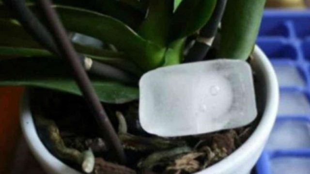 Έβαλε σε μια γλάστρα με ορχιδέα ένα παγάκι… Μια εβδομάδα αργότερα δε φαντάζεστε τι συνέβη (photo)
