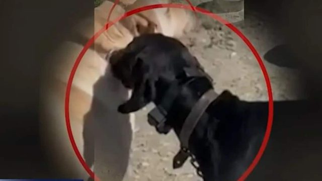 Νέα υπόθεση κακοποίησης ζώου: Βασάνισαν σκύλο με ηλεκτροσόκ! (Video)