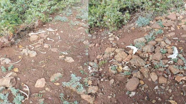 Αποτροπιασμός για νέα κτηνωδία στην Καστοριά: Σκύλοι βρέθηκαν νεκροί, εντοπίστηκαν κόκαλα και κρανία – Σκληρές εικόνες