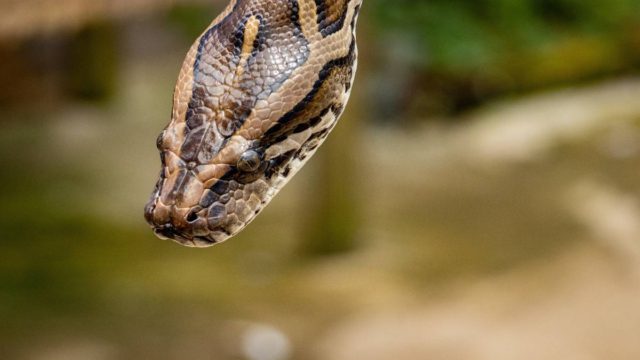 Αδιανοήτο: Αγόρι στην Ινδία δάγκωσε δύο φορές φίδι και το σκότωσε