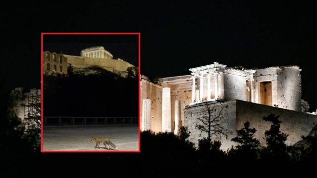 Αλεπού κάνει την βόλτα της στην…Ακρόπολη (video)