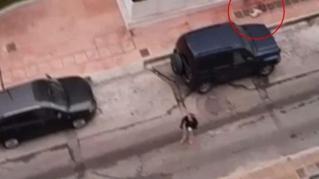 Φρίκη στη Δραπετσώνα: Λυκόσκυλο κυκλοφορούσε χωρίς λουρί και κατασπάραξε μικρό κανίς