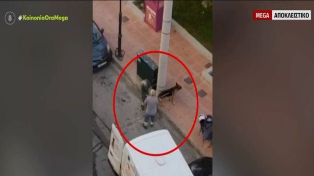 Τρόμος στη Δραπετσώνα: Συνελήφθη η ιδιοκτήτρια του λυκόσκυλου που κατασπάραξε μικρό κανίς