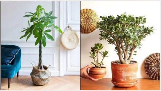 Feng Shui: 12 φυτά εσωτερικού χώρου που θα φέρουν καλοτυχία στο σπίτι σου