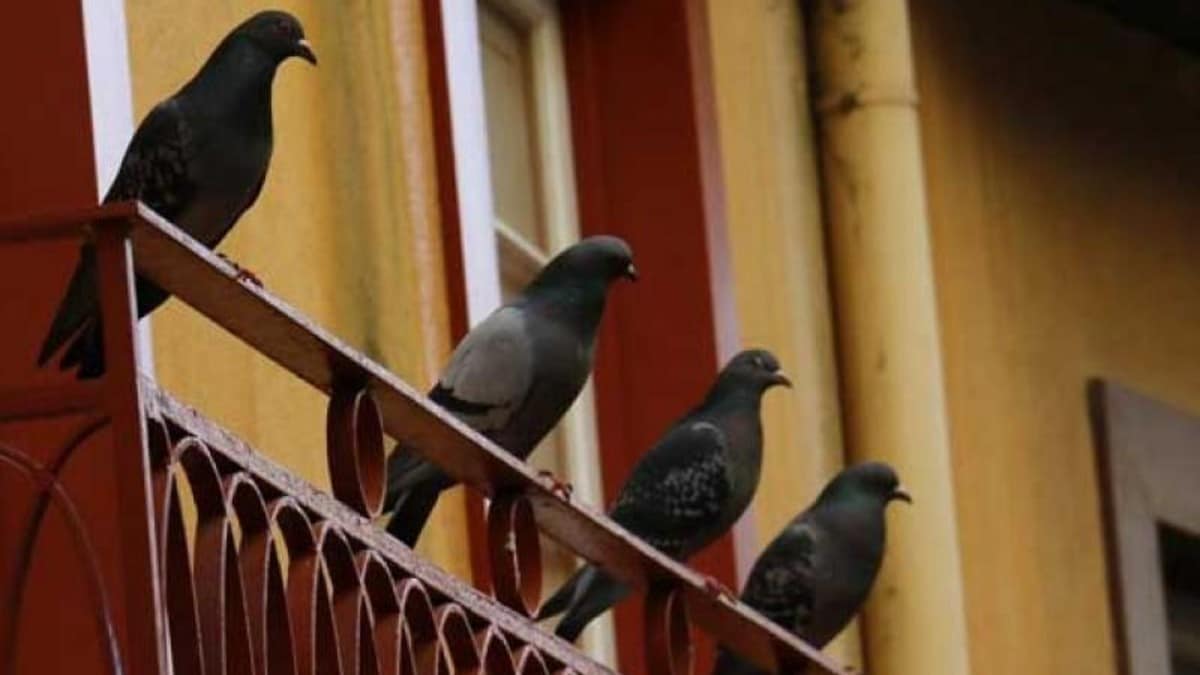 Περιστέρια που λερώνουν το μπαλκόνι: 6 άγνωστα κόλπα για να τα απομακρύνετε για πάντα