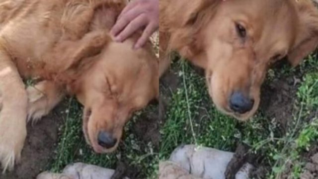 Σκυλίτσα “πνίγηκε” στα δάκρυα: Αρνείται να αποχωριστεί τα μικρά της αφού τα έχασε στη γέννα