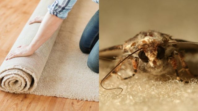 Σκόρος στα χαλιά: Το φυσικό μείγμα με πιπέρι και άλλα 3 υλικά για να τα προστατέψετε από τον “εχθρό”