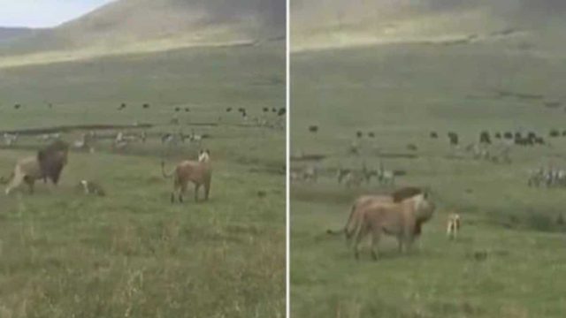 Δεν μάσησε ο σκύλος: Όρμησε και τα “έβαλε” με κοπάδι λιονταριών – Ακολουθεί επικό σκηνικό (video)