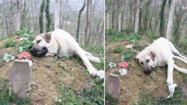 Αυτός ο σκύλος με τη ραγισμένη καρδιά φεύγει κάθε μέρα από το σπίτι για να επισκεφτεί αυτόν τον τάφο – Όταν μάθετε τον λόγο θα δακρύσετε