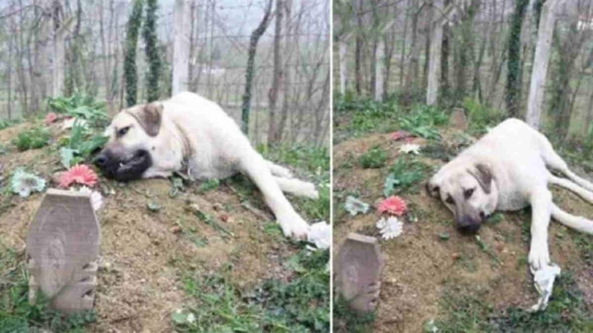 Αυτός ο σκύλος με τη ραγισμένη καρδιά φεύγει κάθε μέρα από το σπίτι για να επισκεφτεί αυτόν τον τάφο – Όταν μάθετε τον λόγο θα δακρύσετε