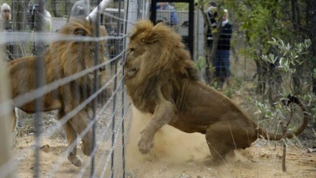 Άφησαν ελεύθερα στη φύση αυτά τα 4 λιοντάρια – Μόλις δείτε την αντίδρασή τους θα πάθετε σοκ