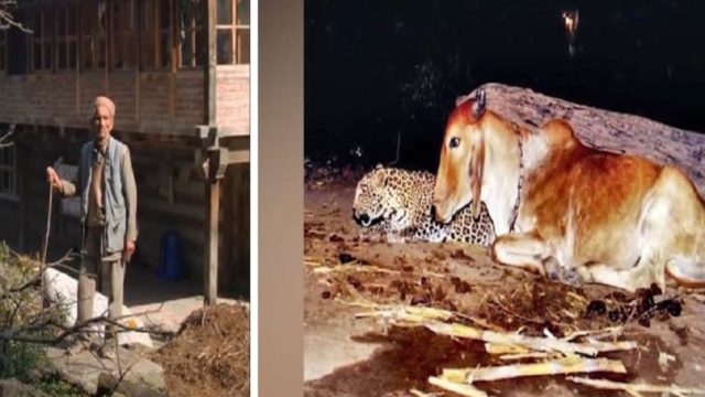 Λεοπάρδαλη “επισκέπτεται” μία αγελάδα κάθε βράδυ – Αγρότης έβαλε κάμερα για να μάθει τον λόγο και έπαθε σοκ